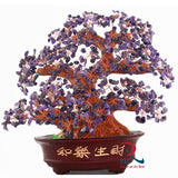 Money Tree A 782