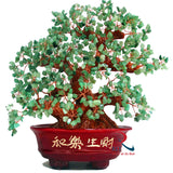 Money Tree A 782