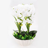 Wild Orchid with Ceramic Vase: